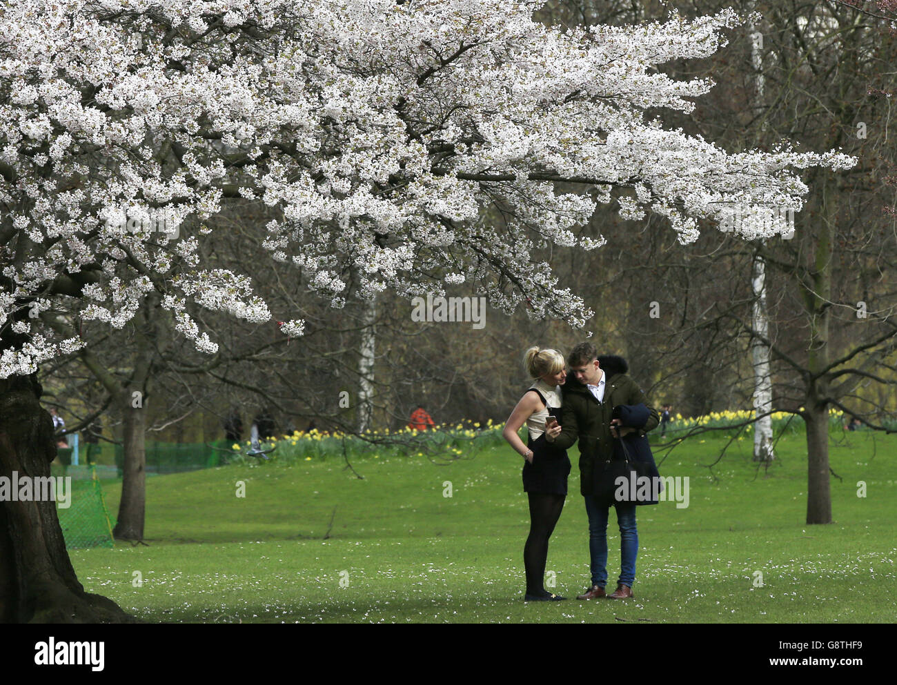 Un jeune couple se photographie sous un arbre en pleine fleur dans le parc St. James's, à Londres. Banque D'Images