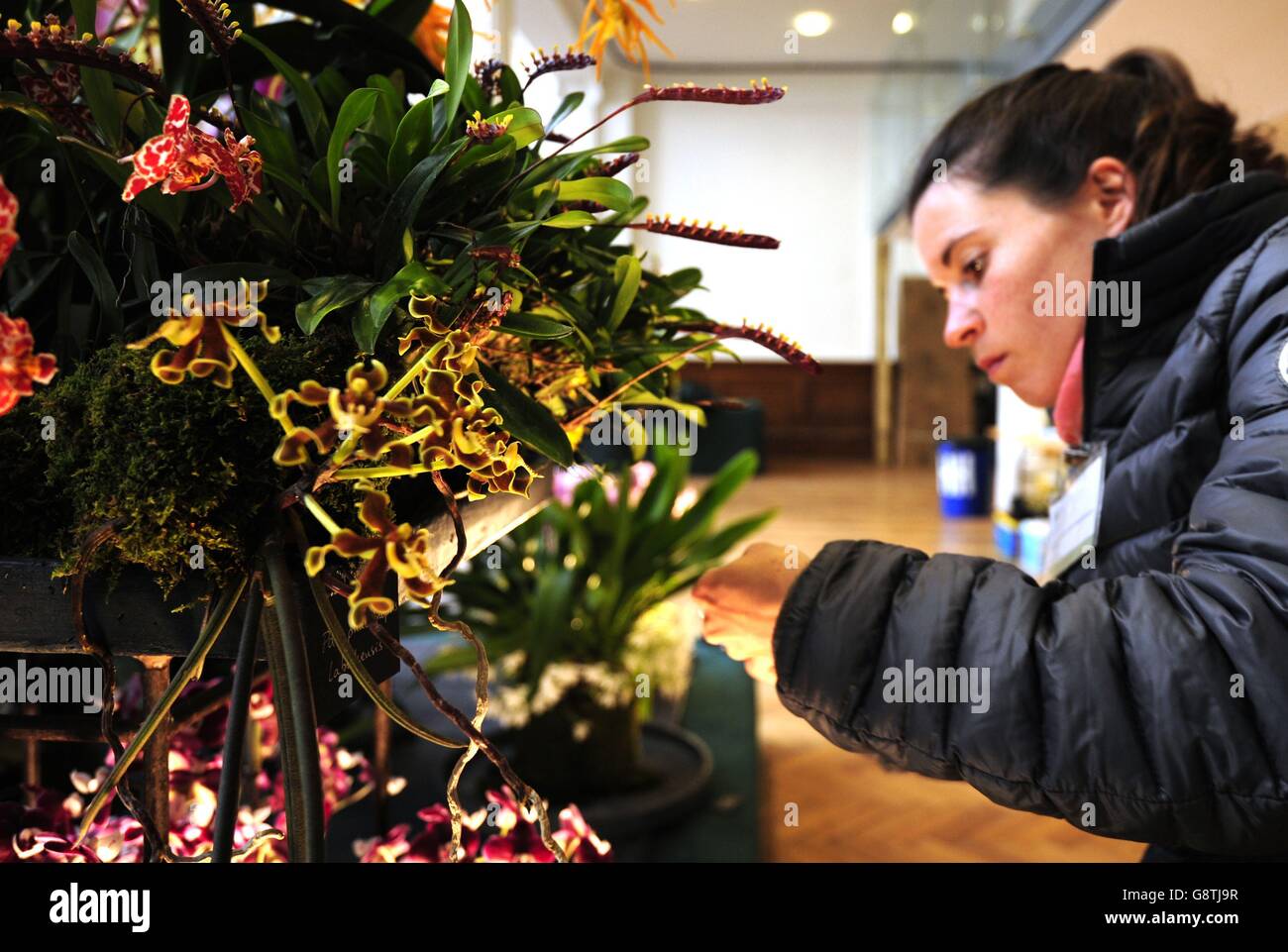 Un exposant organise des fleurs devant le RHS London Spring Plant Extravaganza qui présente le RHS Orchid Show au RHS Horticultural Halls de Londres. Banque D'Images