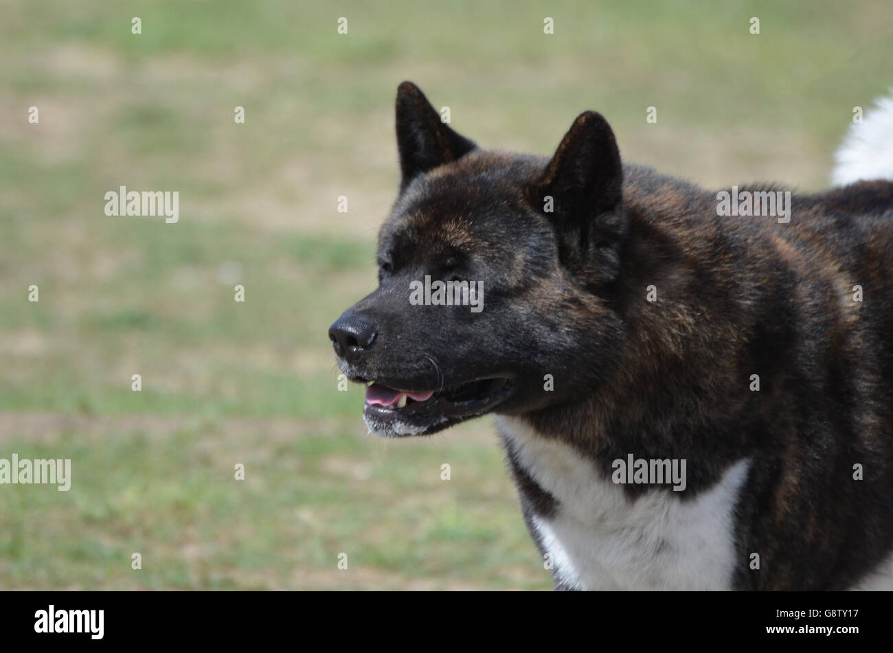 Noir magnifique chien akita dans un champ fauché. Banque D'Images