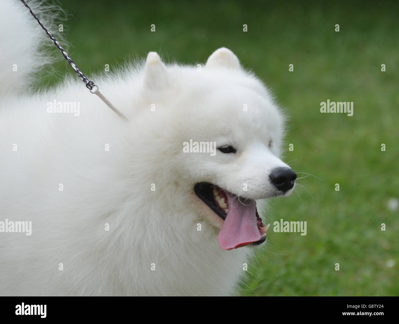 Sweet white American Eskimo chien en laisse. Banque D'Images