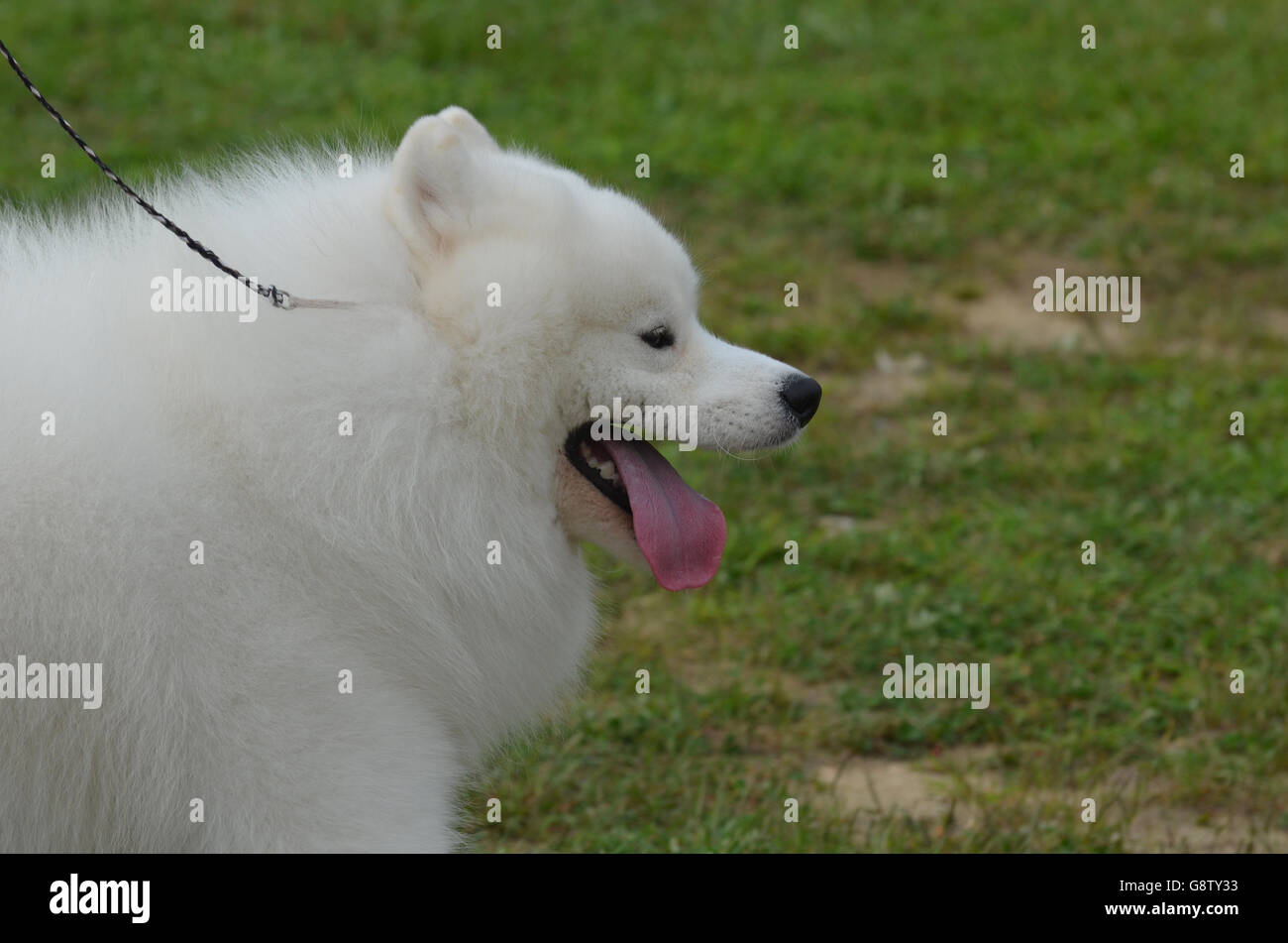Cute white American Eskimo avec sa langue rose passer du temps. Banque D'Images