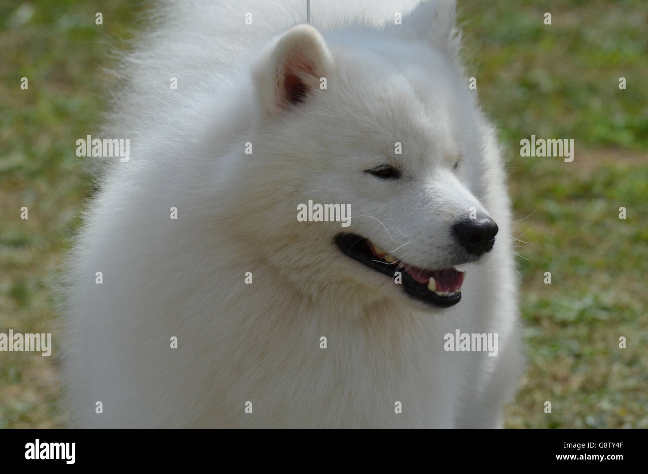 De belles serviettes blanches American Eskimo Dog. Banque D'Images