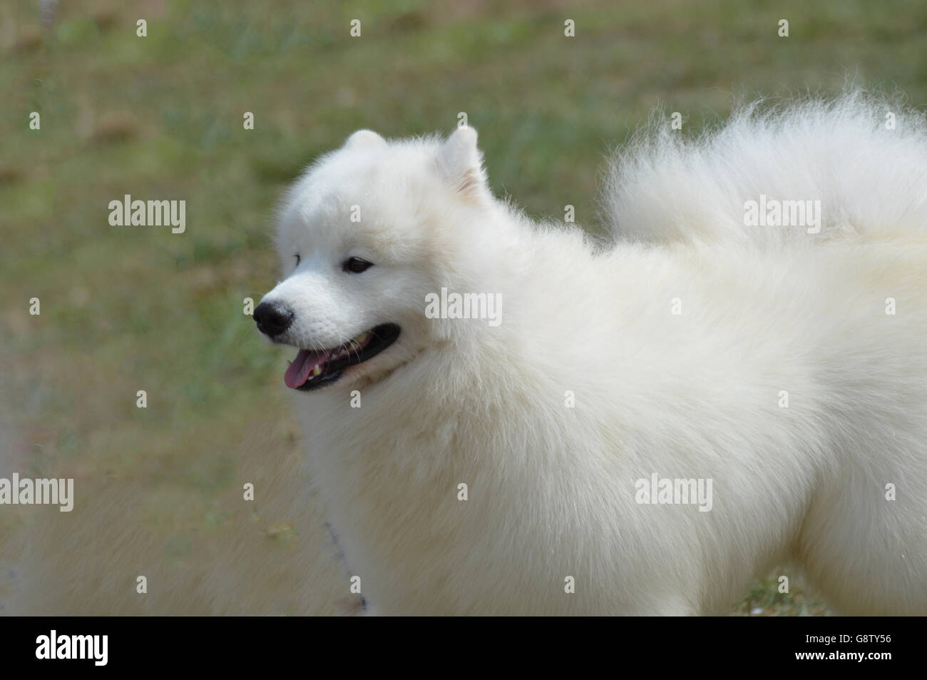 Superbe fluffy white American Eskimo Dog avec un visage mignon. Banque D'Images