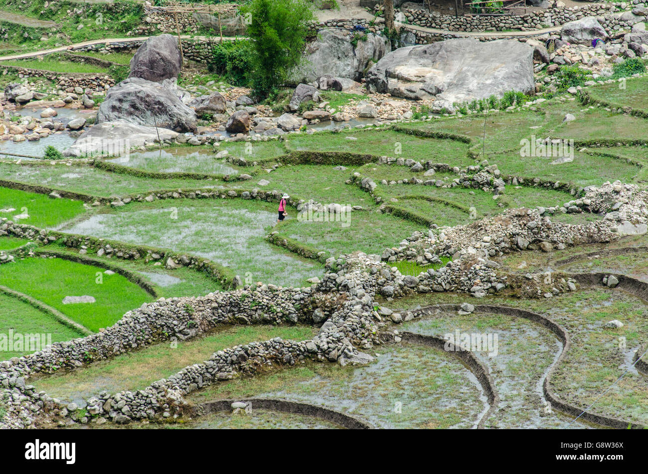 Méconnaissable exploitant agricole travaillant dans les rizières traditionnelles dans le nord du Vietnam. Banque D'Images