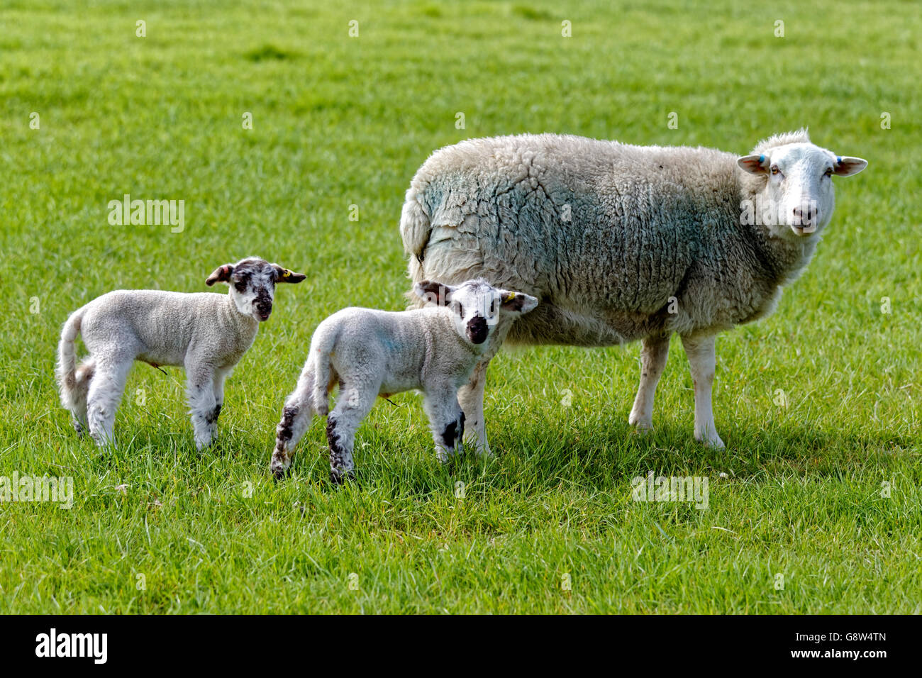 Une brebis et ses jeunes agneaux dans un champ du Wiltshire, Royaume-Uni. Banque D'Images