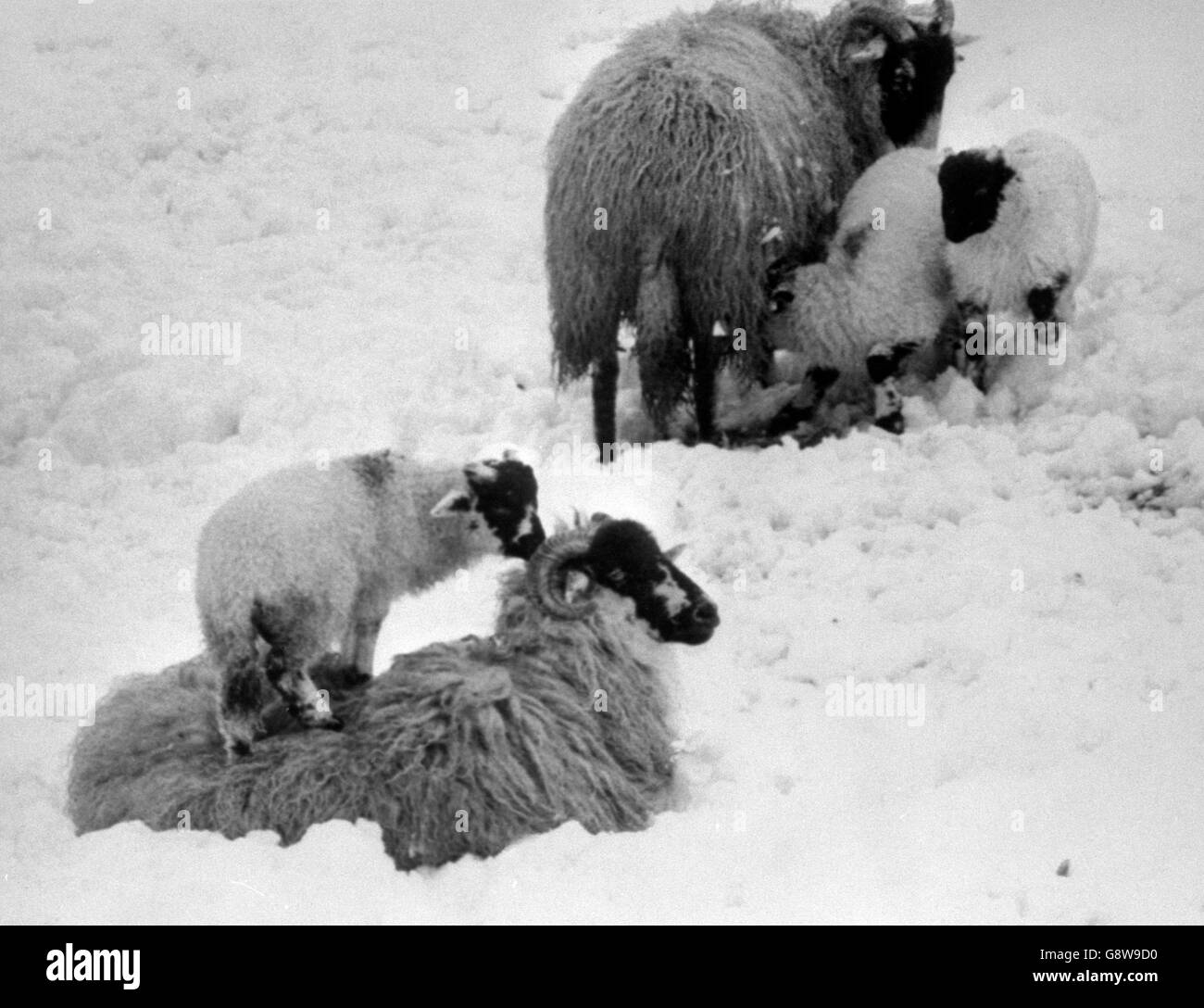 Un agneau de printemps hante un ascenseur sur le dos laineux de sa mère dans une tentative de garder hors de la neige profonde sur une ferme près d'Otley, West Yorkshire. Banque D'Images