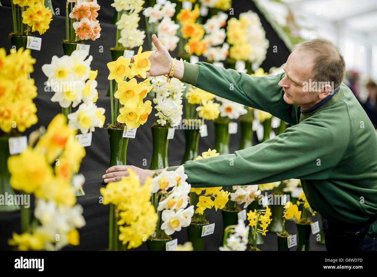 Un fleuriste organise des jonquilles exposées dans le chapiteau floral du RHS Flower Show de Cardiff, qui est le premier salon extérieur RHS de la saison. Banque D'Images