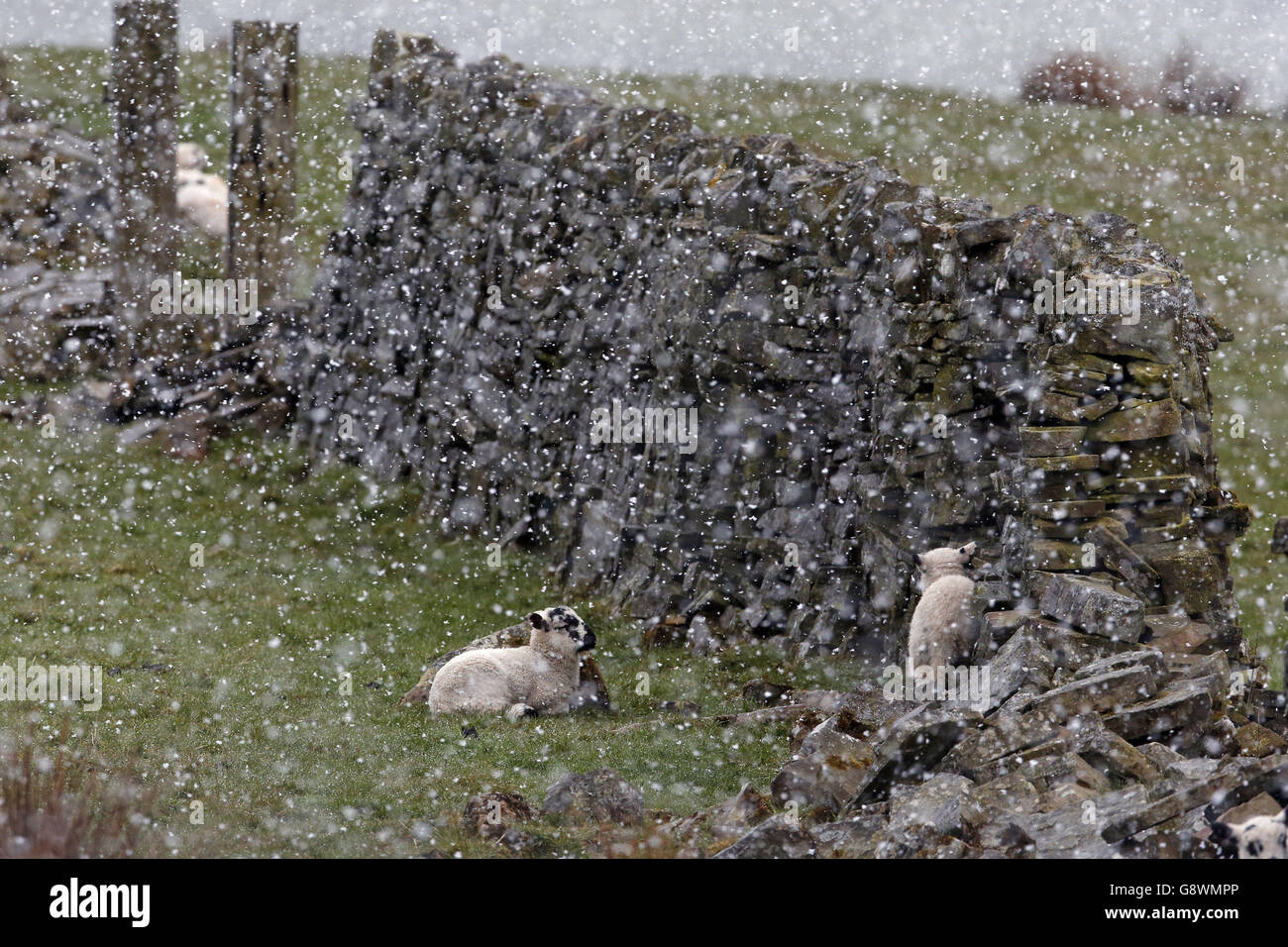 Moutons et agneaux dans un blizzard de neige près de Nenthead, en Cumbria. Banque D'Images