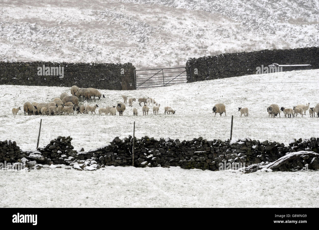 L'hiver revient dans les Yorkshire Dales alors que les vacances de May Bank commencent à froid, car ce groupe d'agneaux recherchent un abri dans les champs près de Hawes. Banque D'Images