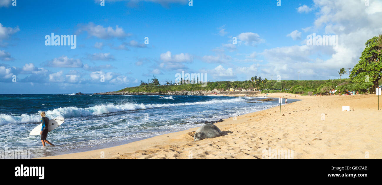 Le phoque moine hawaiien repose au sur Hookipa Beach Maui surfeur comme balades en mer Banque D'Images