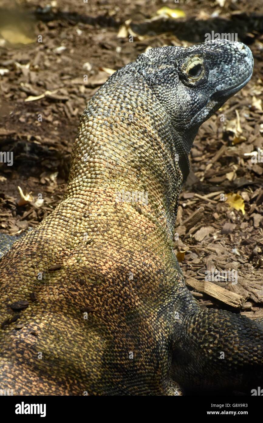 Dragon de Komodo à l'état sauvage Banque D'Images