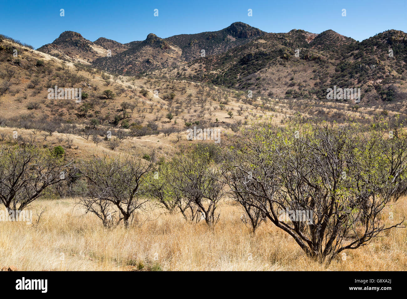 Les mesquites croissant sous une colline rocheuse dans le Canelo Hills. Coronado National Forest, Arizona Banque D'Images