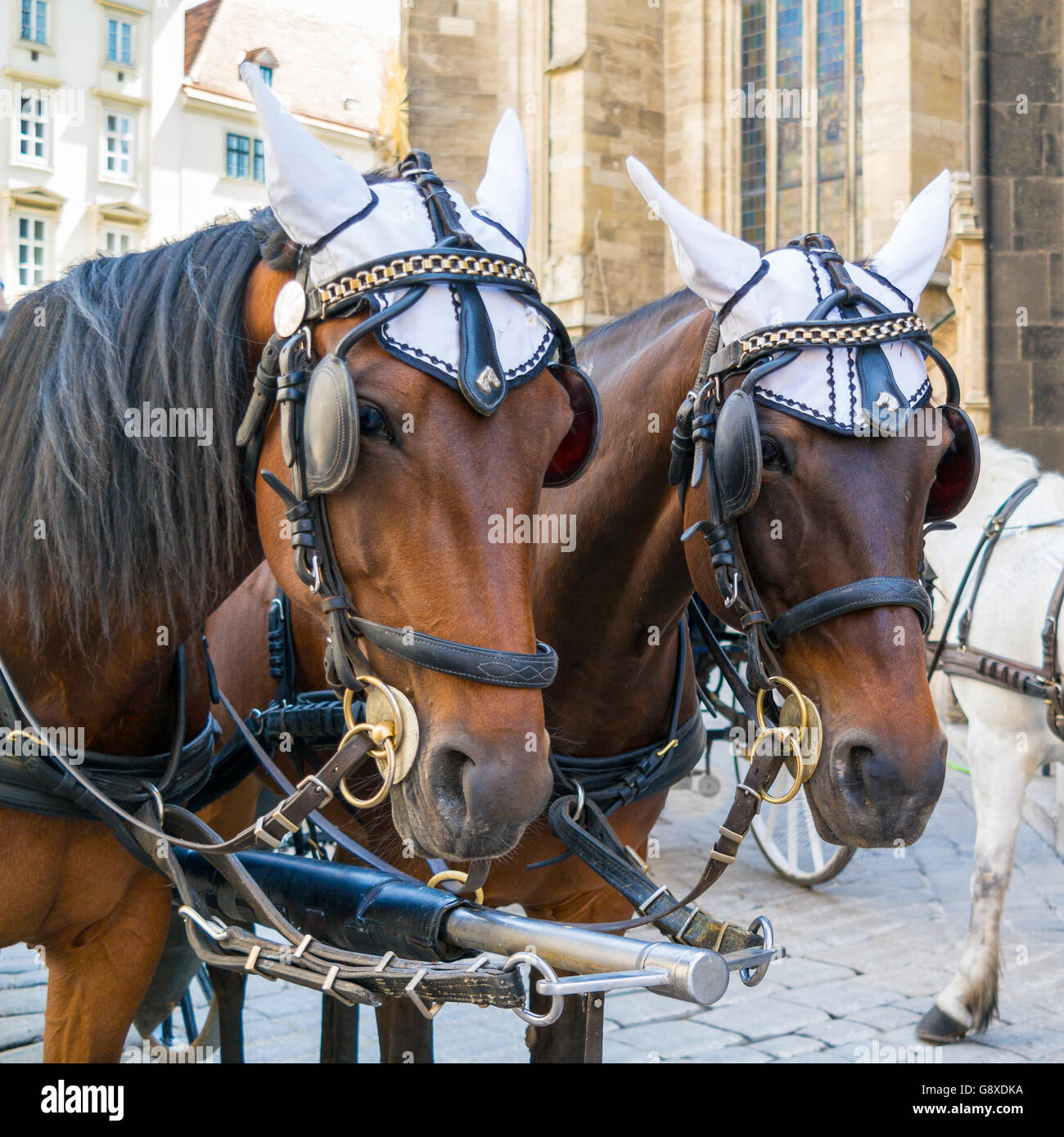 Chefs de deux chevaux sur chariot fiaker brun Stephansplatz au centre-ville de Vienne, Autriche Banque D'Images