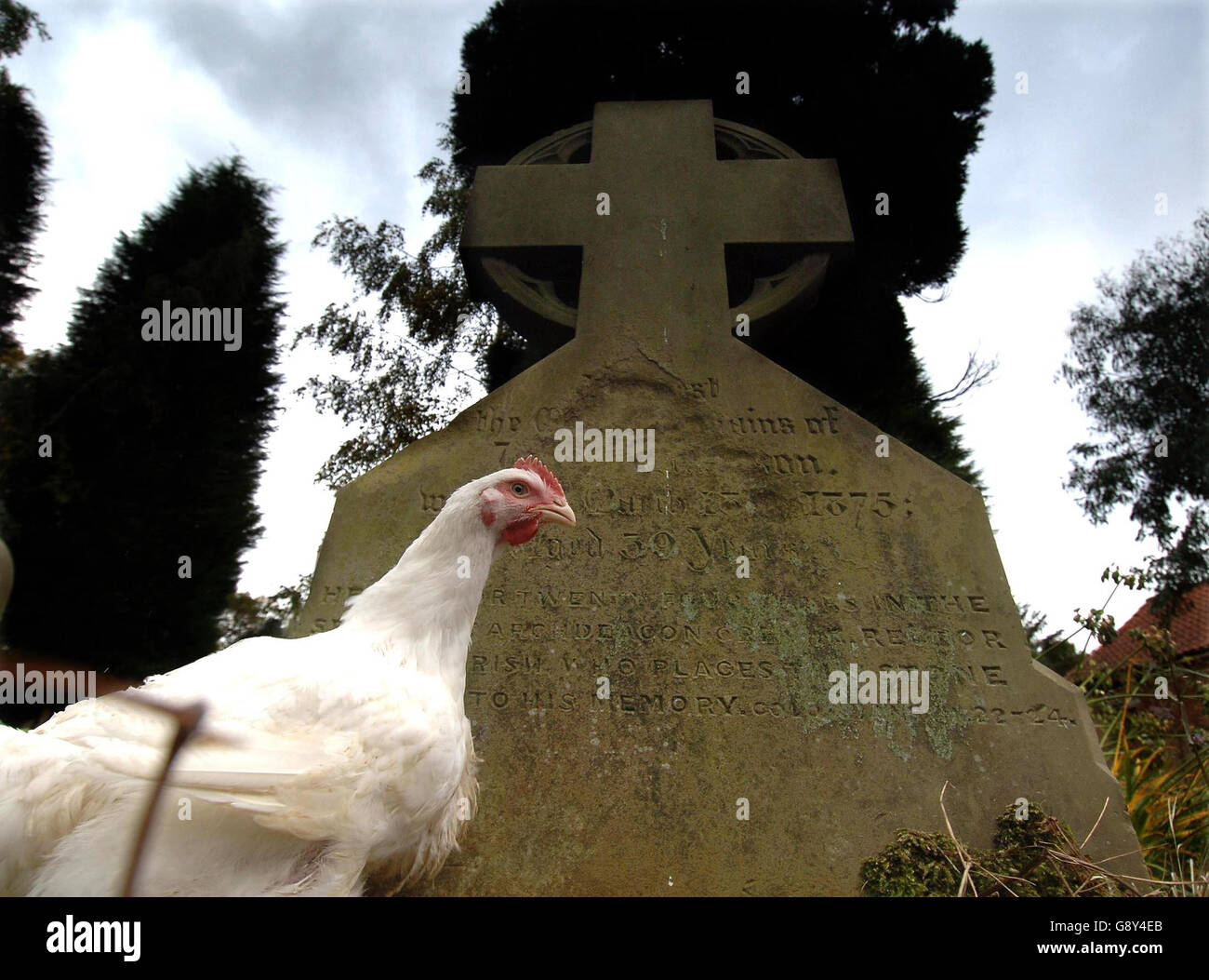 Un poulet de freerange dans un cimetière près de York, le vendredi 14 octobre 2005. À mesure que la peur grandit face à la propagation mondiale de la grippe aviaire, le gouvernement s'occupe de stocker le Tamiflu anti-viral. Bien que le médicament ne guérisse pas la souche potentiellement mortelle du H5N1, le médicament est facturé comme le meilleur antidote actuellement sur le marché. Il est considéré comme le seul médicament qui arrêtera la reproduction du H5N1 aux premiers stades de l'infection. Voir l'histoire de l'AP SANTÉ BirdFlu. APPUYEZ SUR ASSOCIATION photo. Le crédit photo devrait se lire: John Giles/PA. Banque D'Images