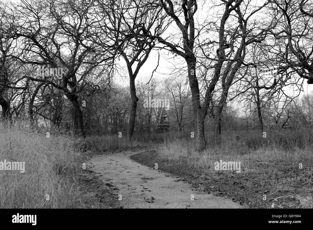 Un chemin dans la réserve naturelle de Burnham à 47th Street et Lake Shore Drive dans le quartier de Kenwood, Chicago, Illinois, USA. Banque D'Images