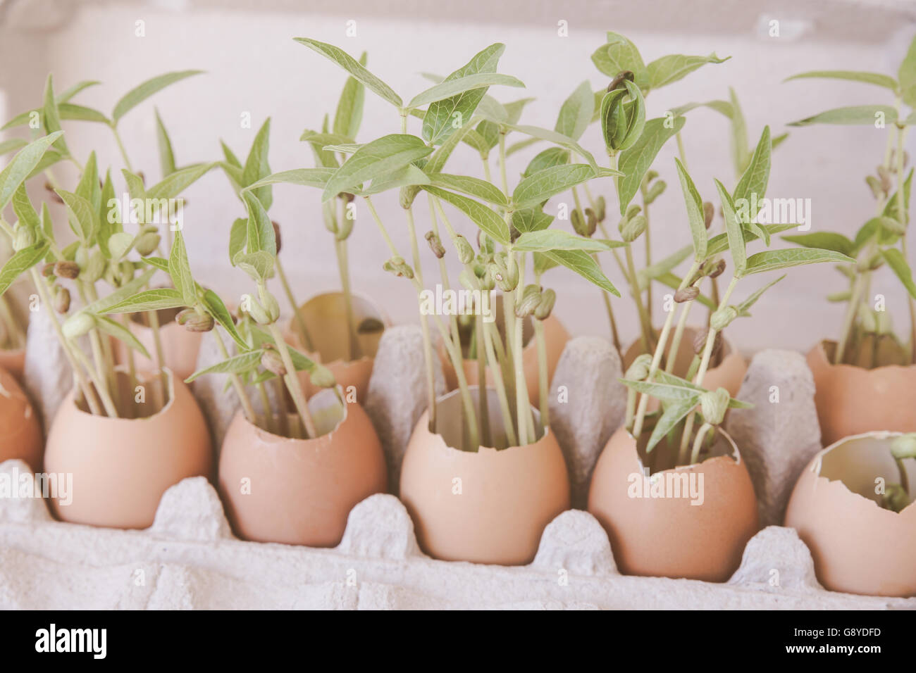 Les jeunes plantes en coquilles,soft focus sélectif, eco concept Banque D'Images