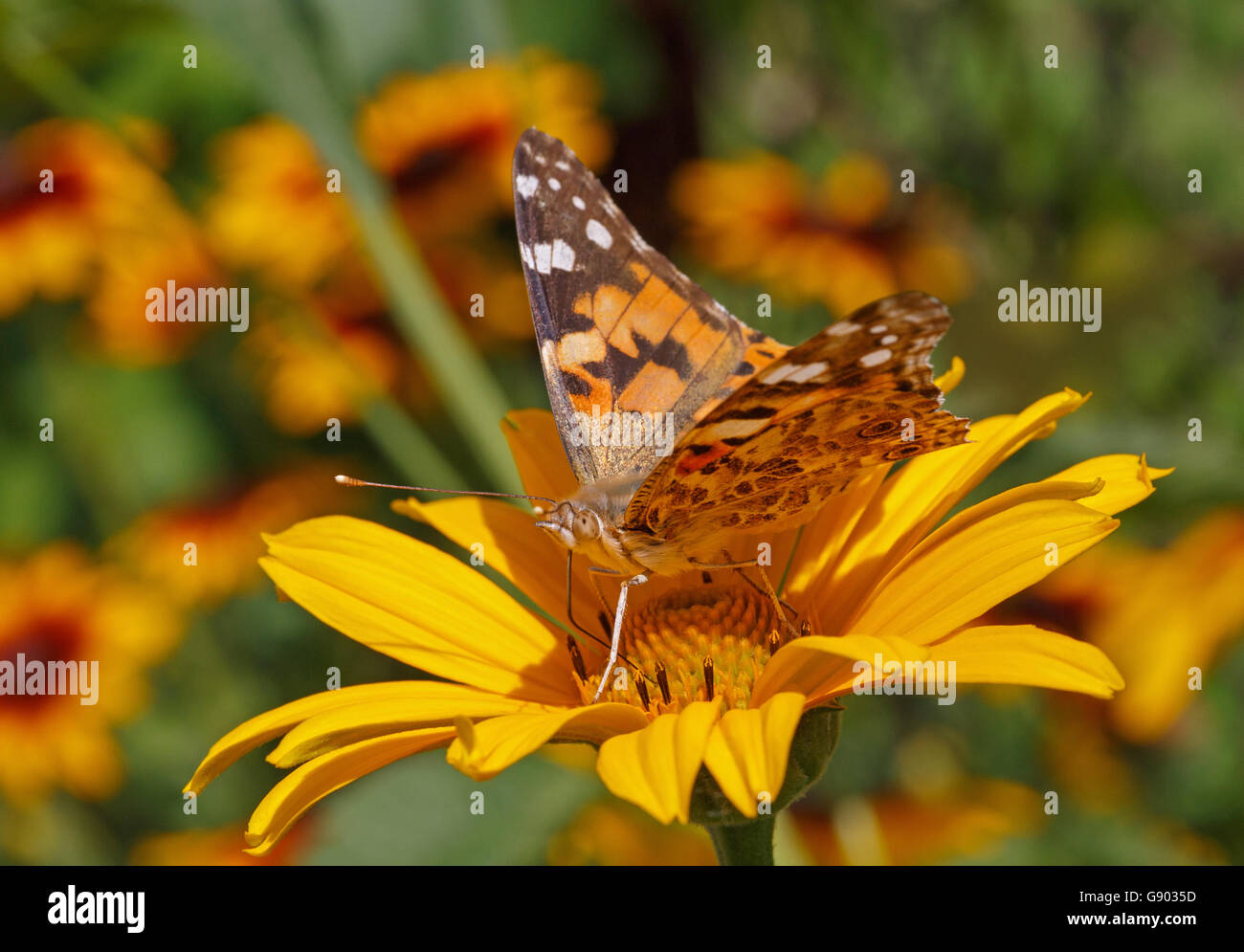 La belle dame papillon sur fleur jaune Banque D'Images