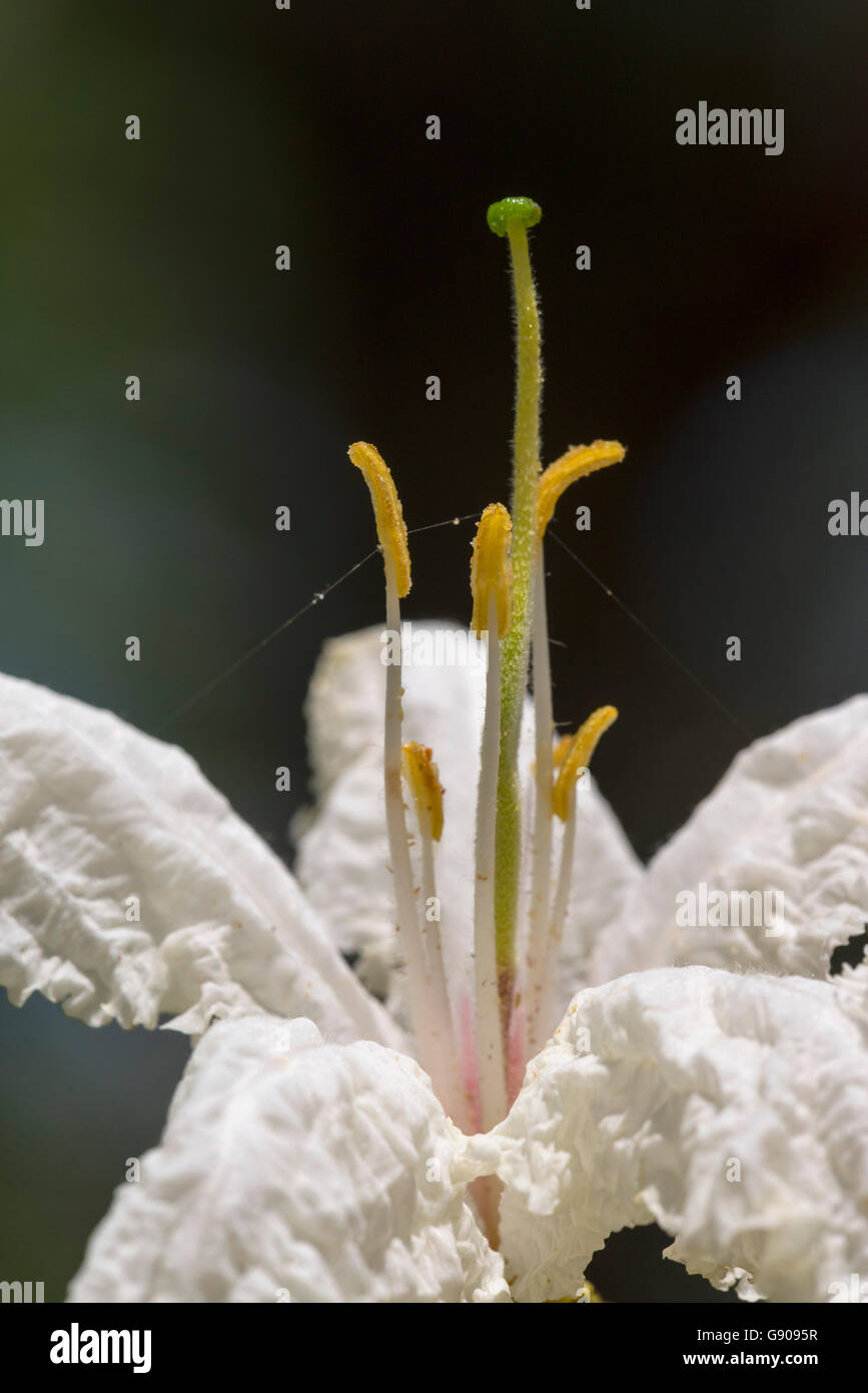 Une grande Bauhinia Bauhinia petersiana blanche vue dans le parc national de Hwange nange au Zimbabwe. Banque D'Images