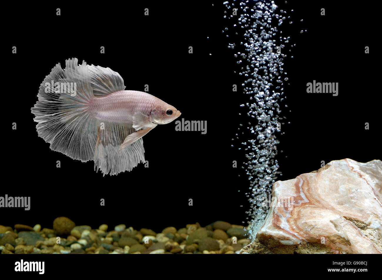 Betta poisson, poisson de combat siamois à fishbowl Banque D'Images