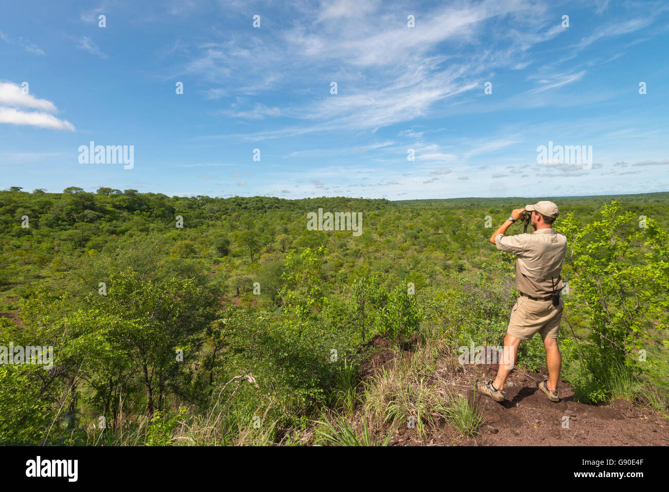 Un guide de safari en regardant les jumelles dans le parc national Zambèze du Zimbabwe en saison verte. Banque D'Images