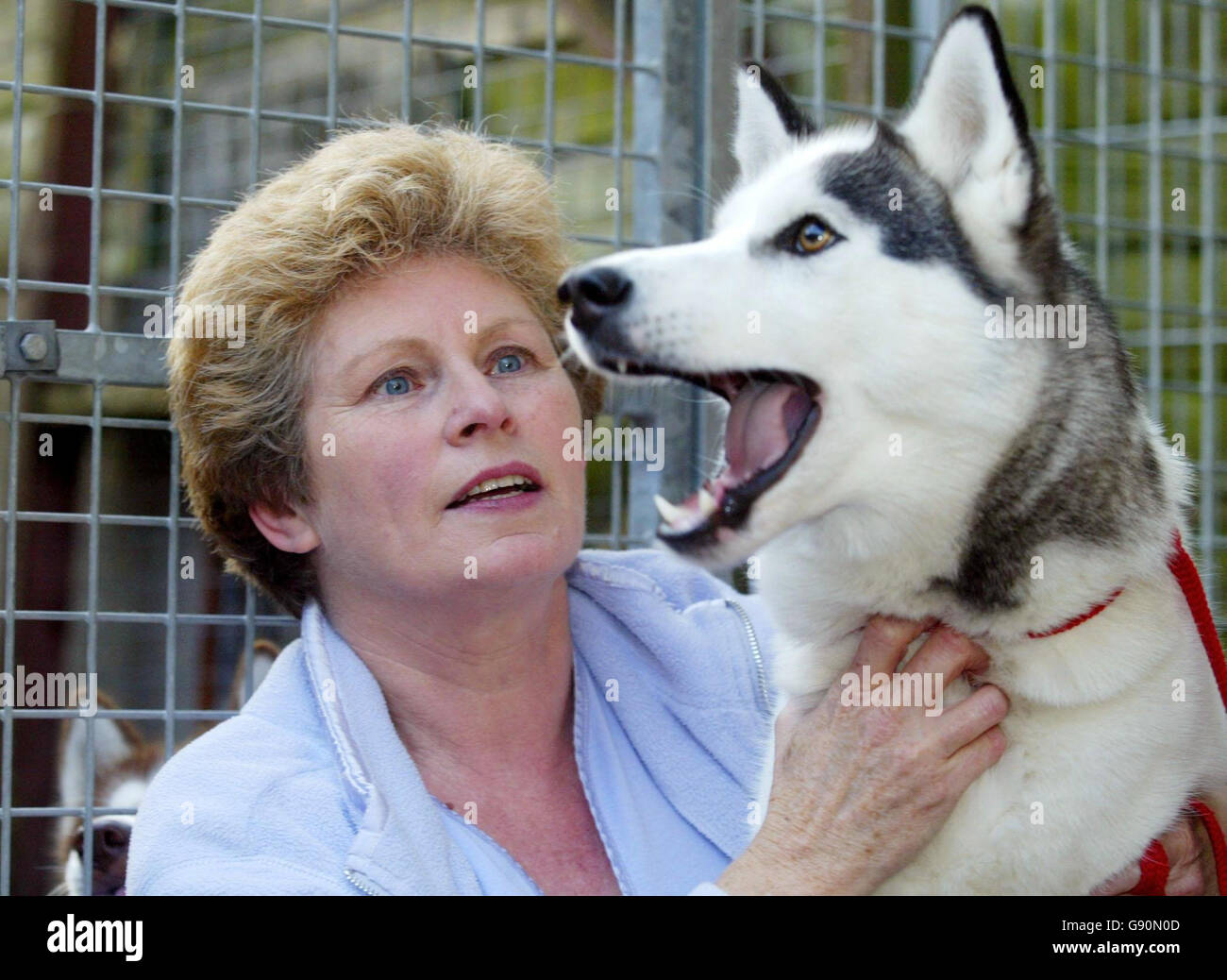 Jenny Manley, éleveuse de chiens, avec l'une de ses 24 huskies sibériennes, chez elle à Hythe près de Southampton, le mardi 1er novembre 2005, le jour où elle a été servie avec un deuxième avis de réduction du bruit. Mme Manley, propriétaire des chenils Howling Dog à Hythe, a reçu l'avis du conseil du district de New Forest après que les anciens propriétaires de l'hôtel four Seasons voisin, Louise et Michael White, se sont plaints. Des tests ont montré que les chiens hurlaient 60 décibels dans la chambre de M. White. Voir PA Story ANIMAUX Huskies. APPUYEZ SUR ASSOCIATION photo. Le crédit photo devrait se lire: Chris Ison/PA. Banque D'Images