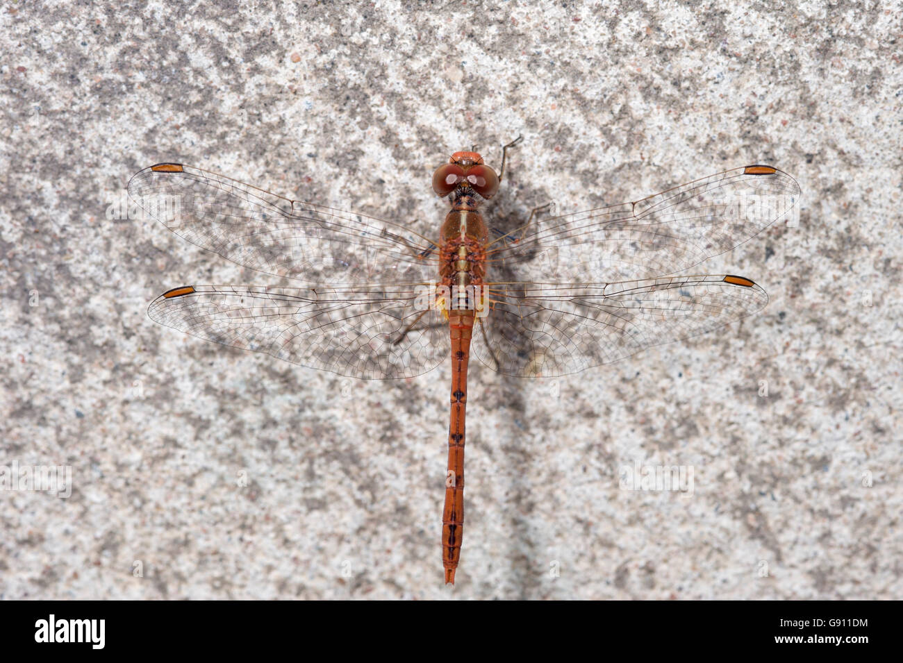 L'Est de l'hawk dragonfly (Austrocordulia refracta) reposant sur le béton Banque D'Images