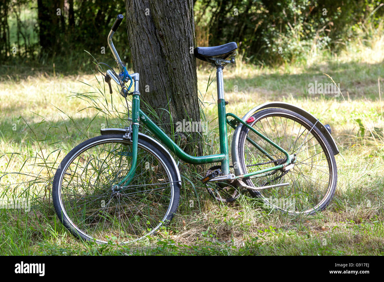 Vieux vélo appuyé contre un arbre Banque D'Images