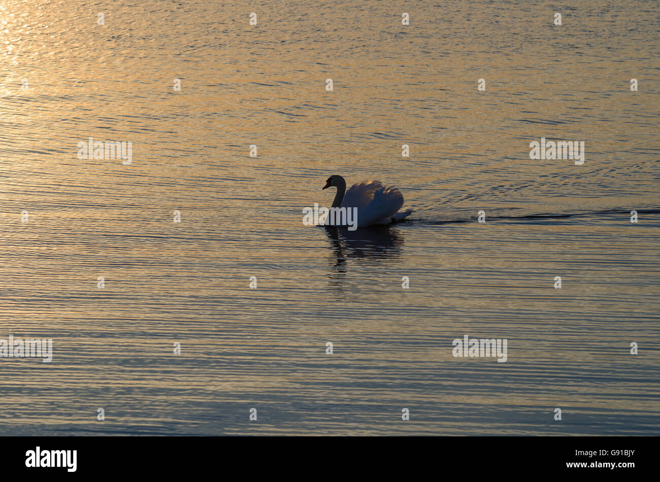 Seul cygne muet est la natation j'ai un calme de l'eau ridée dans la soirée sunshine Banque D'Images