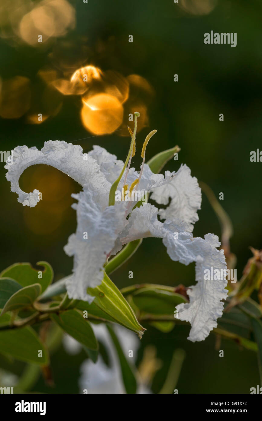 Une grande Bauhinia Bauhinia petersiana blanche vue dans le parc national de Hwange nange au Zimbabwe. Banque D'Images