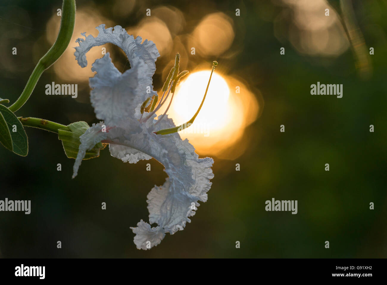 Une grande Bauhinia Bauhinia petersiana blanche vue dans le parc national de Hwange nange au Zimbabwe. Banque D'Images