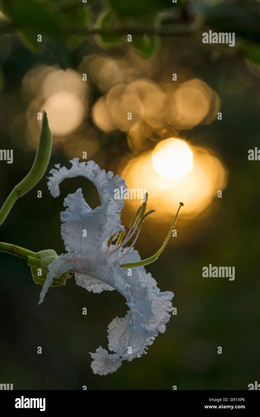 Une grande Bauhinia Bauhinia petersiana blanche vue dans le parc national de Hwange nange au Zimbabwe. Banque D'Images