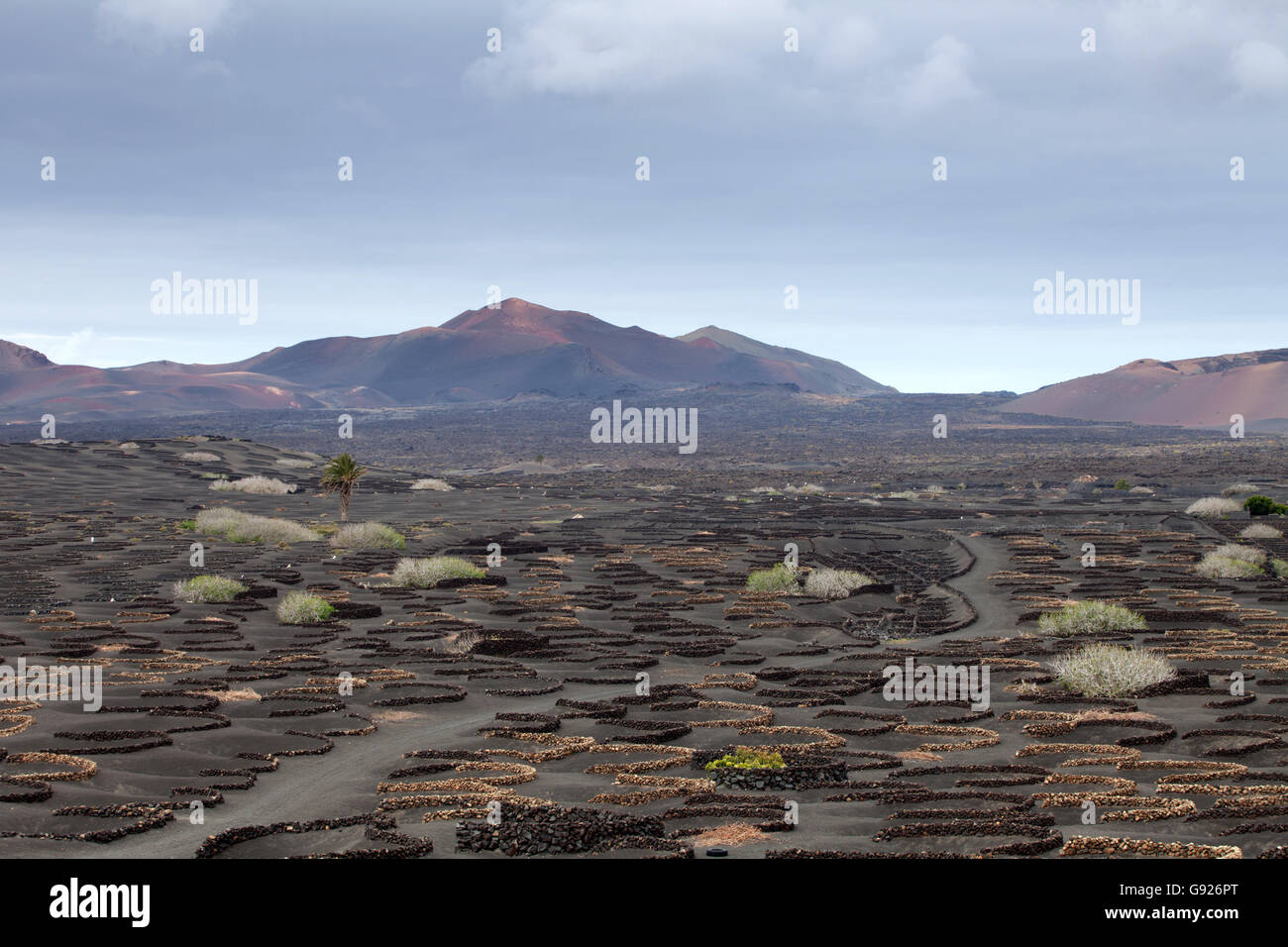 La Geria région viticole de Lanzarote, Îles Canaries Banque D'Images
