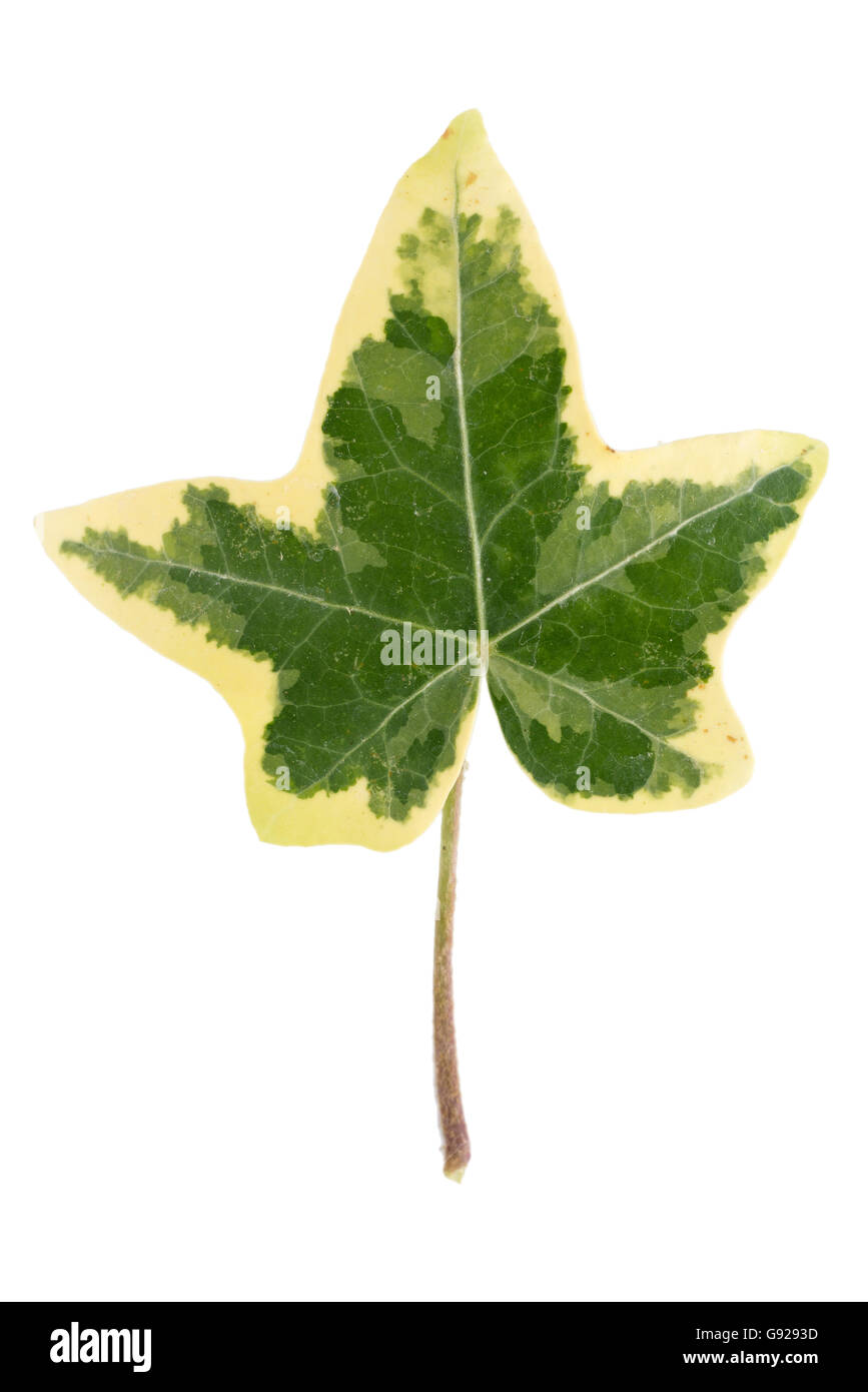 Hedera helix variegata isolé sur fond blanc Banque D'Images