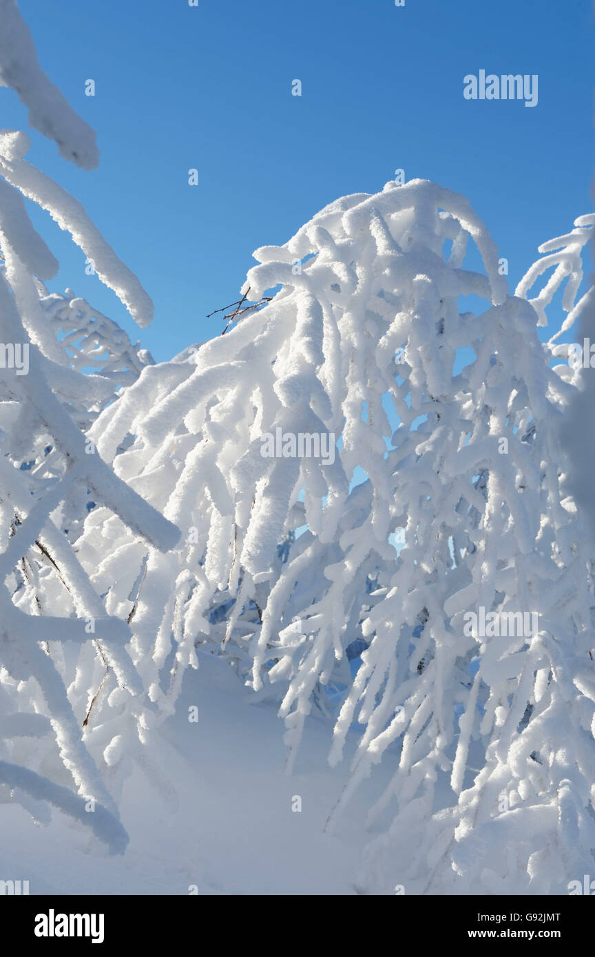 Arbres couverts de neige, Torfhaus, Harz, Basse-Saxe, Allemagne Banque D'Images