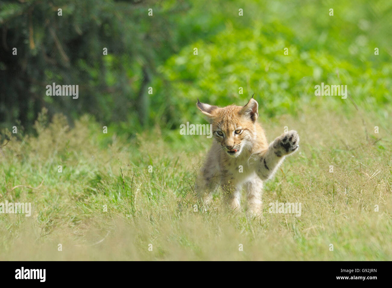 Lynx, cub / Lynx lynx (Felis lynx), patte de levage / Banque D'Images