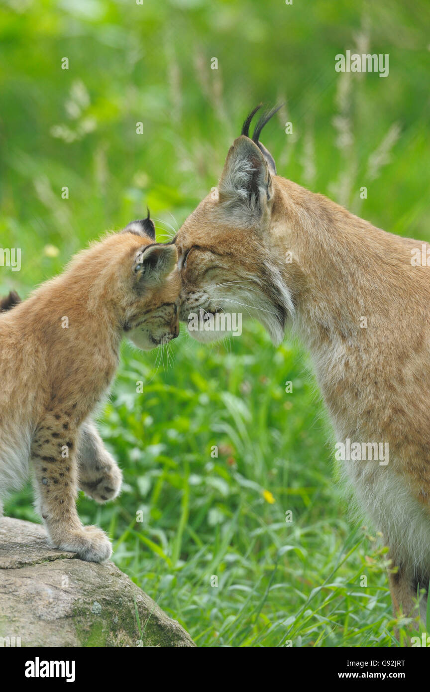 Lynx avec cub, chaque message d'autres / Lynx lynx (Felis lynx), Banque D'Images