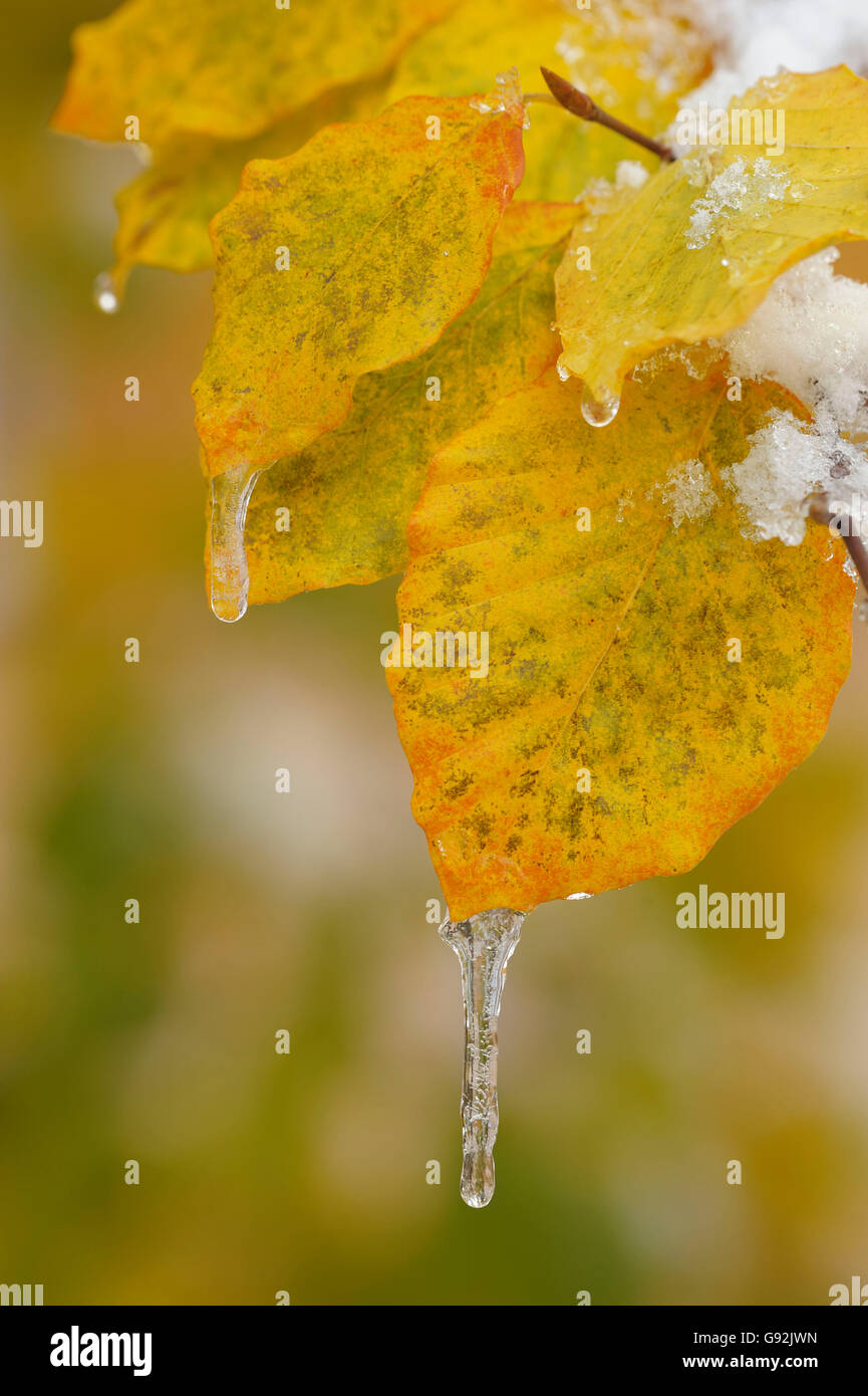 Feuille d'hêtre commun avec glaçons, Karwendel, Bavière, Allemagne / (Fagus sylvatica) Banque D'Images