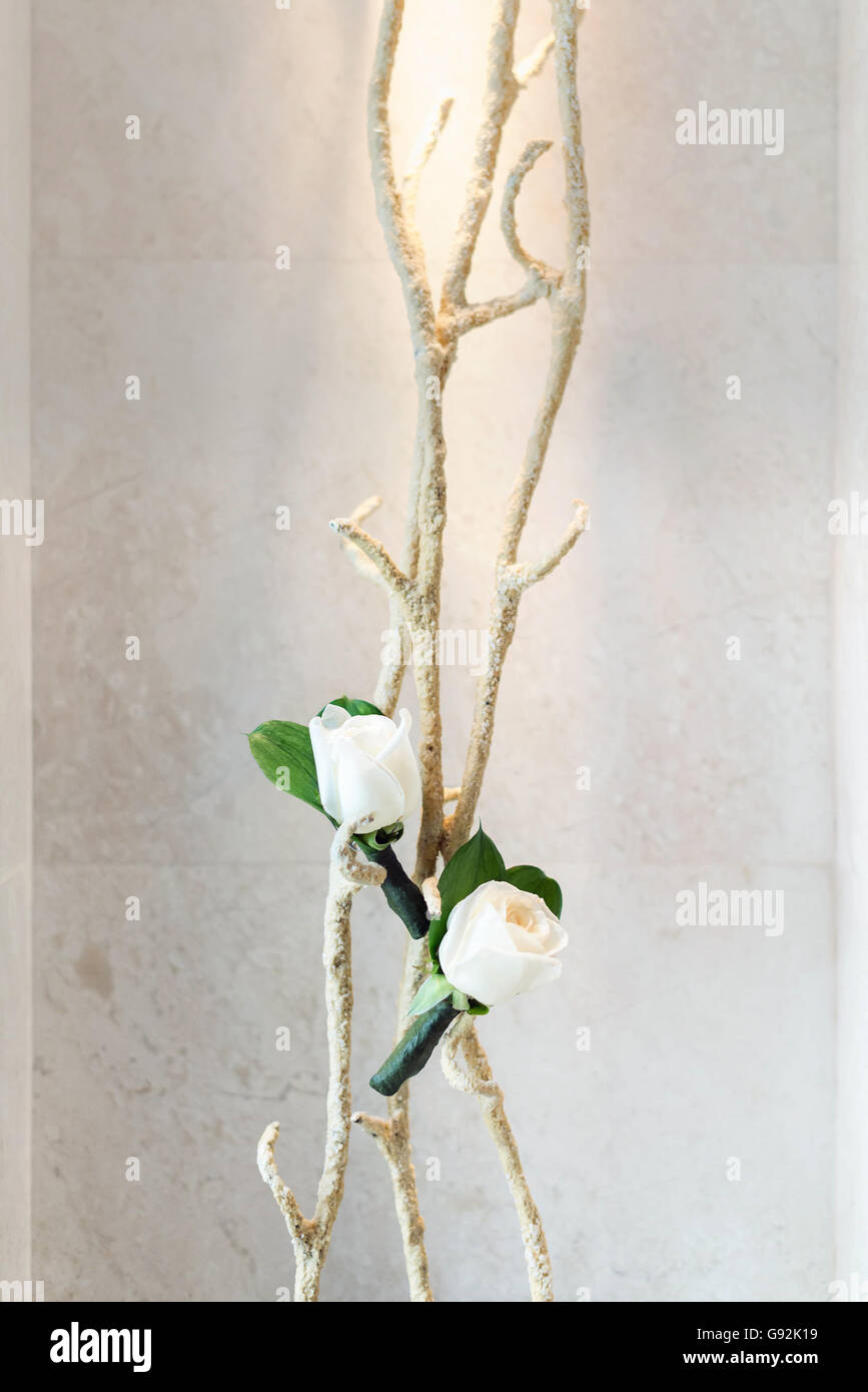 De belles roses blanches sont accrochées sur les récifs, selective focus Banque D'Images