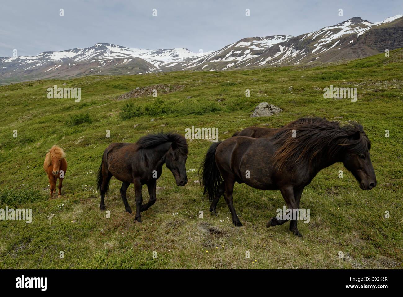 Chevaux Islandais, est de l'Islande, Islande, Europe Banque D'Images