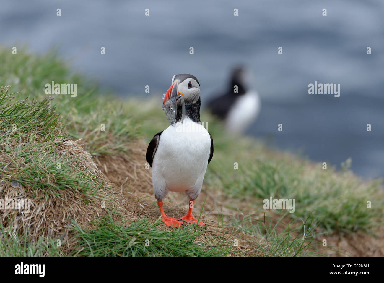 Macareux moine (Fratercula arctica), de Borgarfjordur eystri, est de l'Islande, de l'Europe Banque D'Images