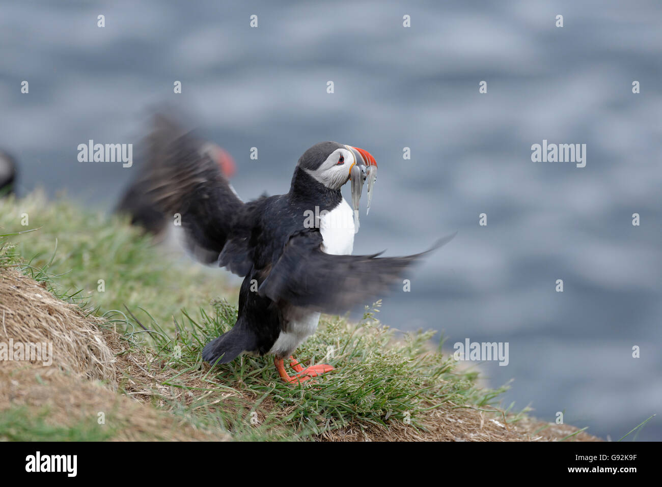 Macareux moine (Fratercula arctica), de Borgarfjordur eystri, est de l'Islande, de l'Europe Banque D'Images