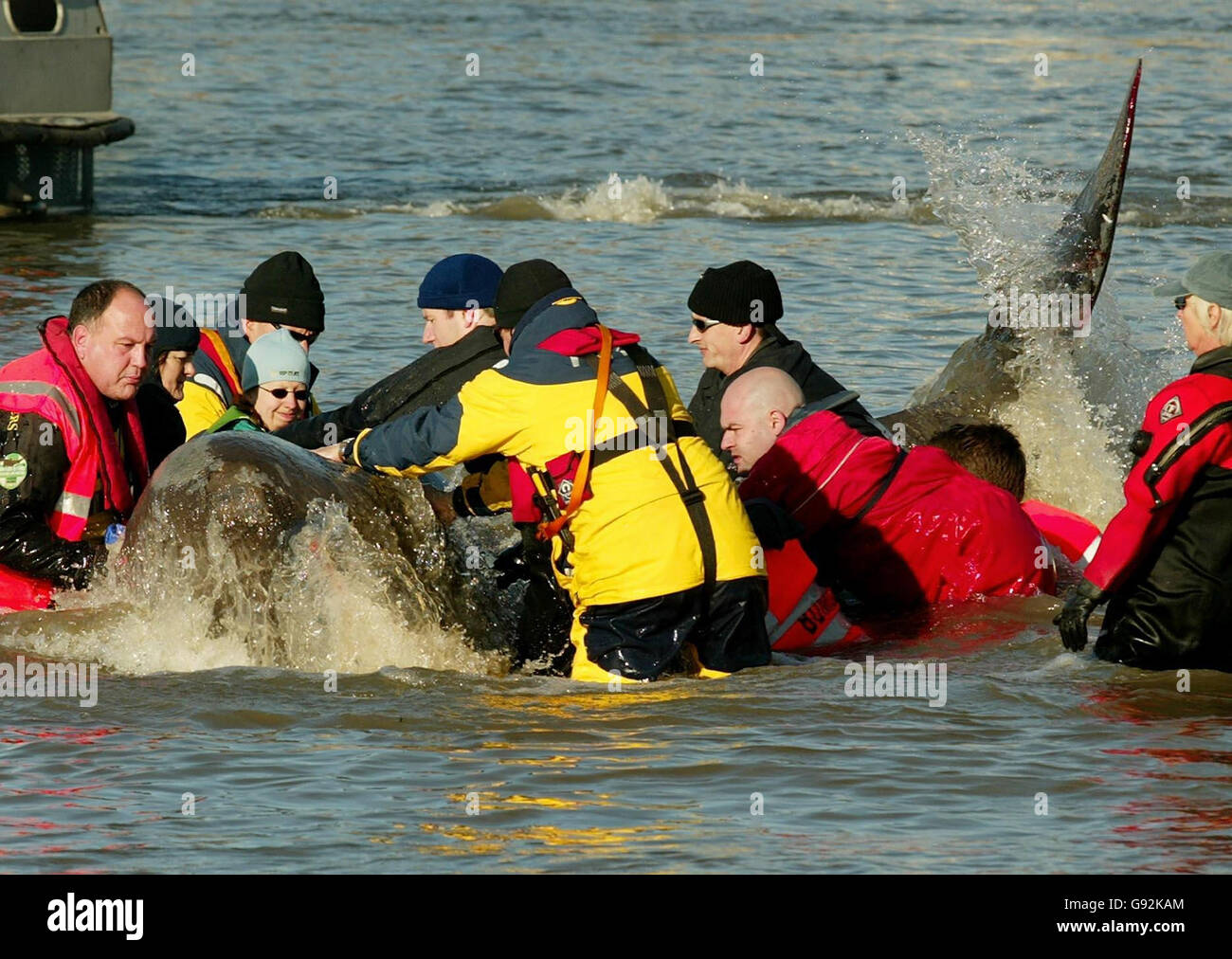 Les sauveurs se battent pour sauver une baleine à nez de bouteille de 15 pieds dans la Tamise, Londres, près du pont Albert, le samedi 21 janvier 2006. Hier, la baleine a nagé dans le centre de Londres, se rendant jusqu'à Chelsea. Voir PA Story ANIMAUX Baleine. APPUYEZ SUR ASSOCIATION photo. Photo Credit devrait lire: Gareth Fuller / PA. Banque D'Images