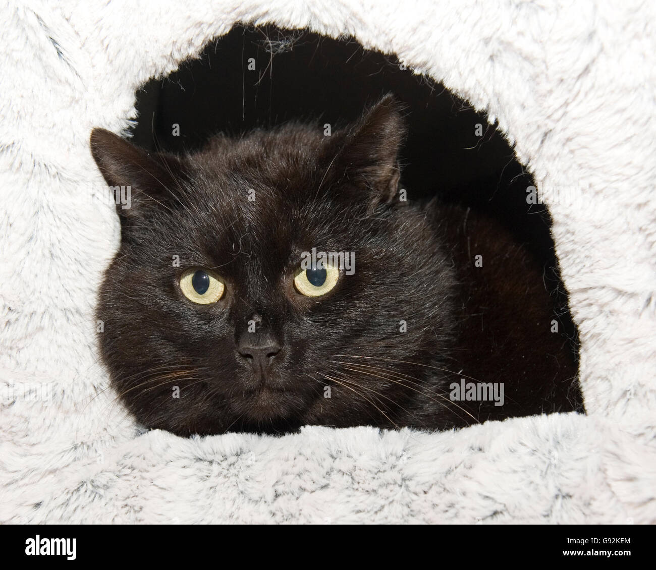Chat noir dans l'iglu cat Banque D'Images