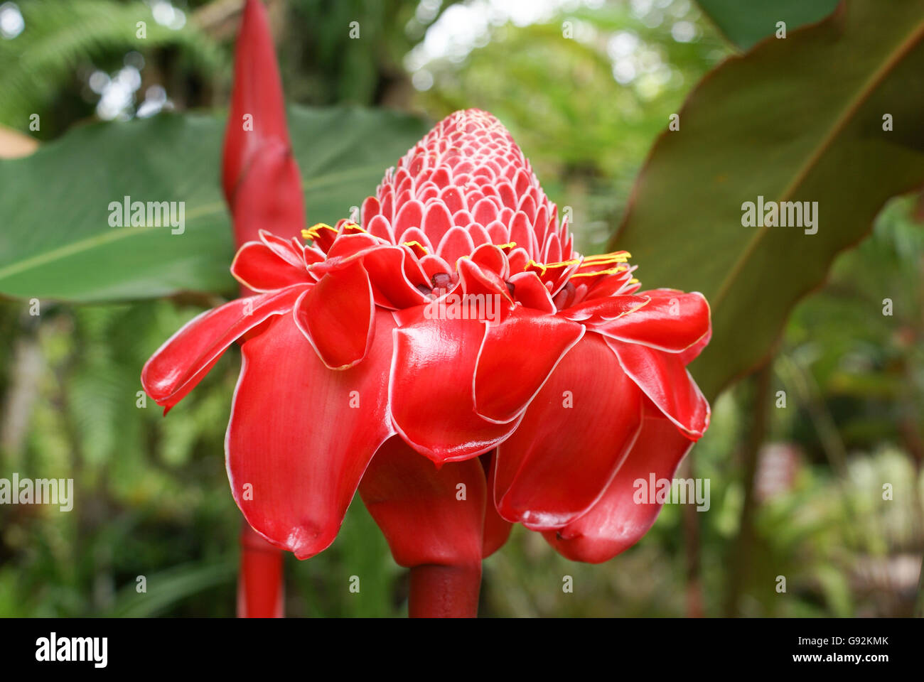 La flamme rouge gingembre, Etlingera elatior dans un jardin tropical, l'Australie Banque D'Images