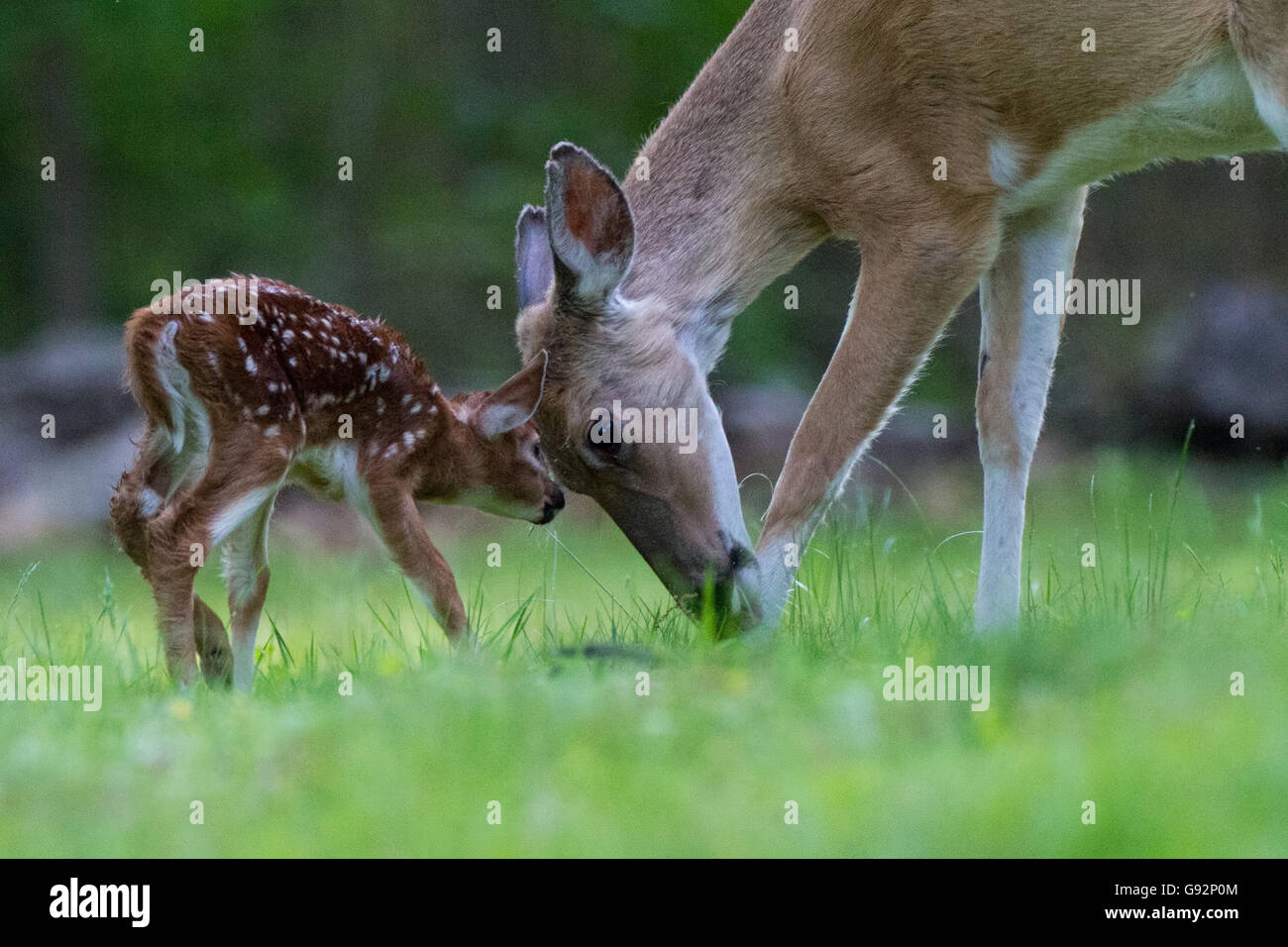 Biche et faon dans un pré Banque D'Images