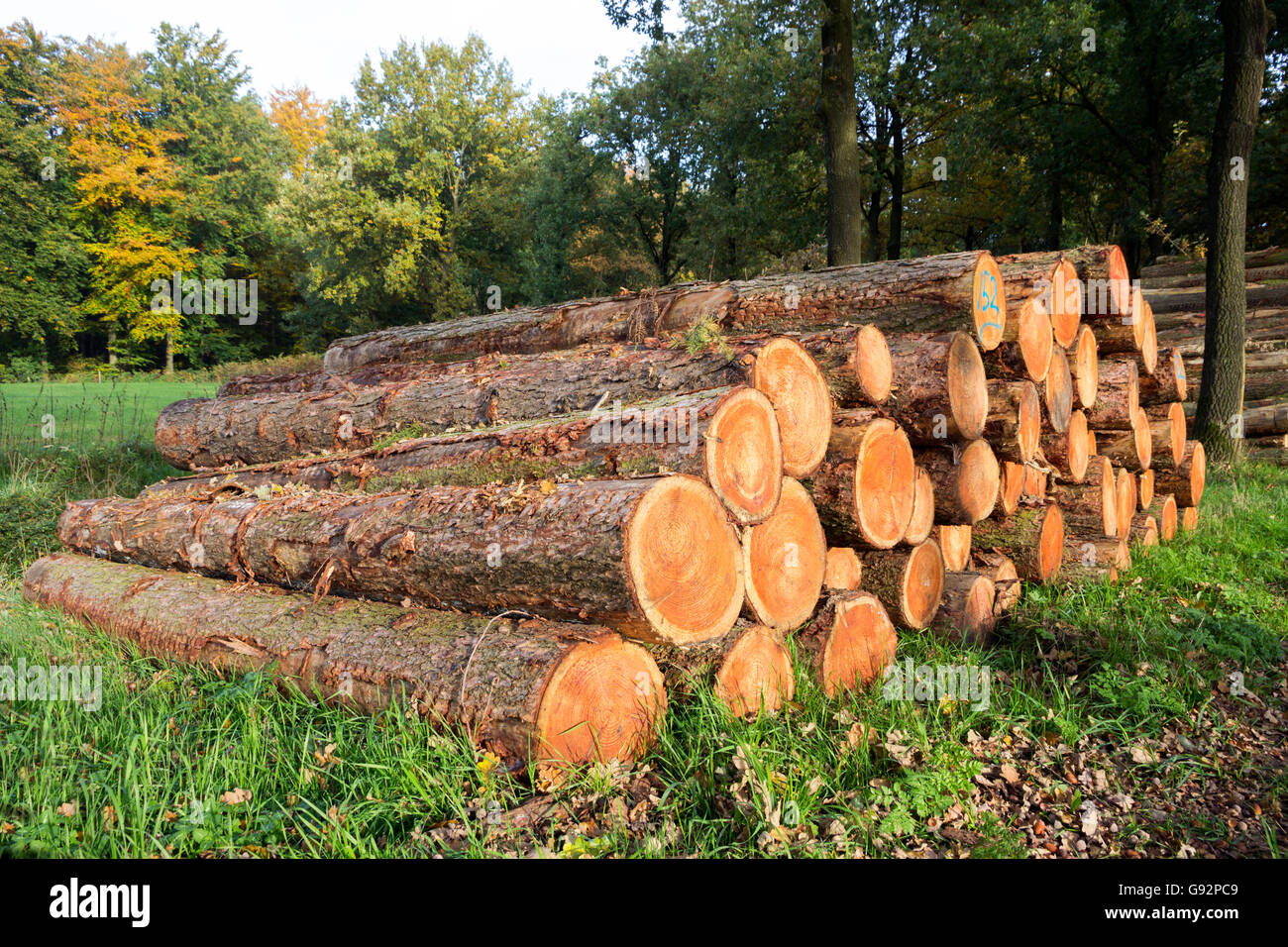 Grumes de bois dans une forêt Banque D'Images