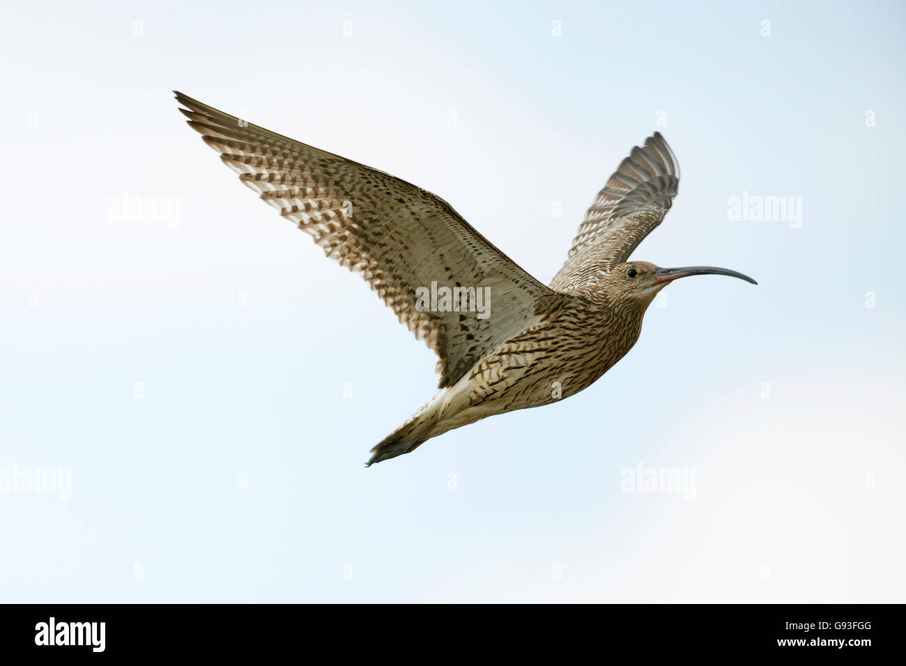 Courlis cendré (Numenius arquata) en vol, de l'Ems, Basse-Saxe, Allemagne Banque D'Images