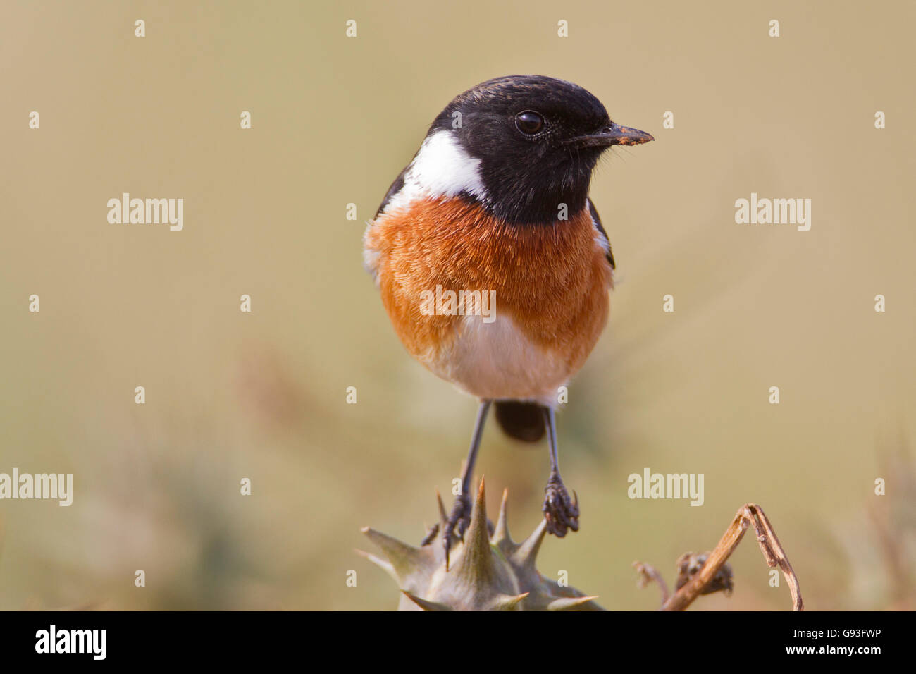 Stonechat (Saxicola rubicola) à Addo Elephant Park, Afrique du Sud Banque D'Images