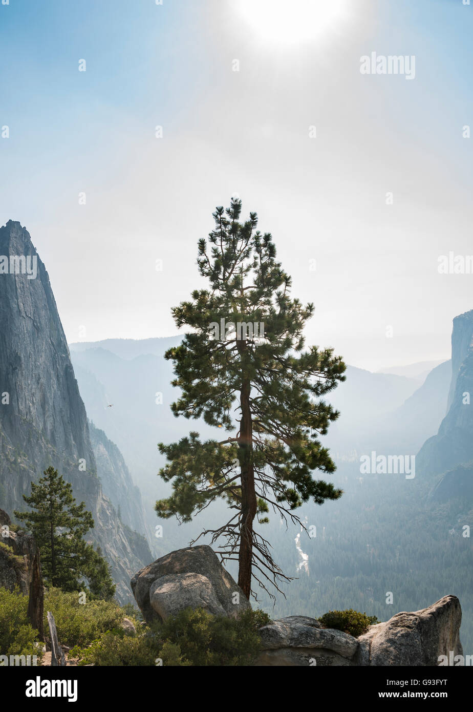 Arbre, vue sur vallée de Yosemite, le Taft Point, El Capitan, Yosemite National Park, California, USA Banque D'Images
