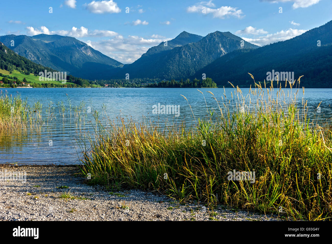 Roseau (Phragmites australis) le lac Schliersee, Brecherspitz et Montagne Montagne Montagnes Spitzingsattel, Mangfall Banque D'Images